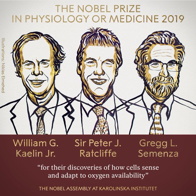 Al momento stai visualizzando Premio Nobel Medicina 2019 : L’importanza dell’ossigeno per le cellule